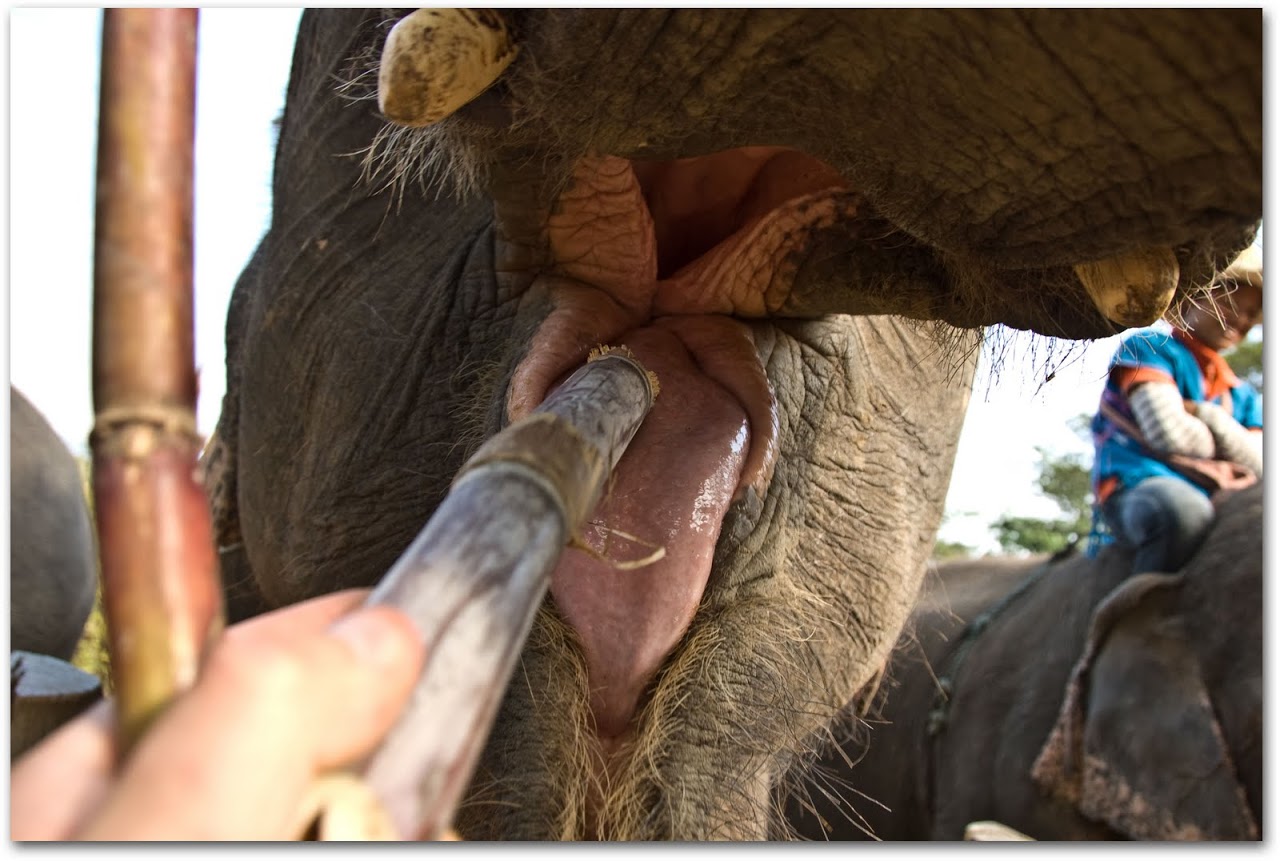 Bamboo in elephant's mouth