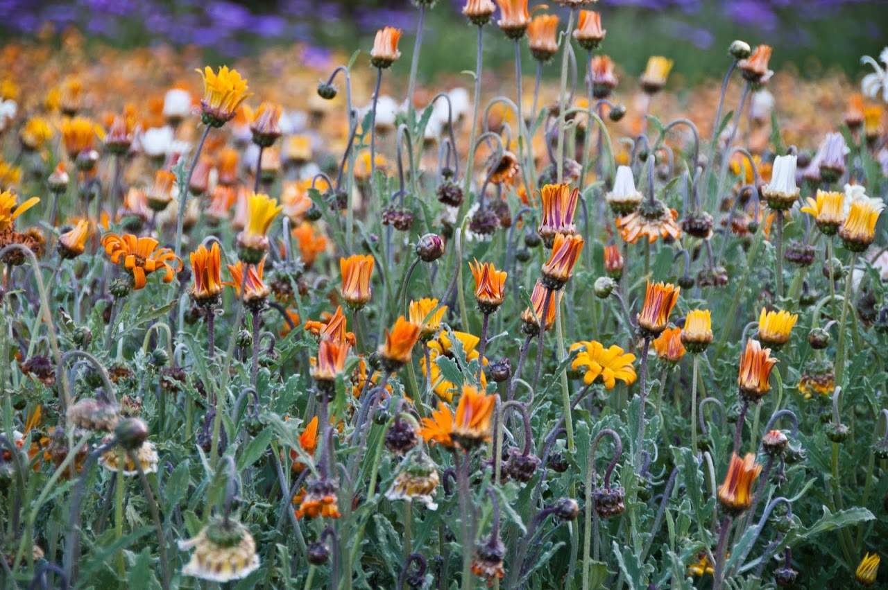 Kirstenbosch Gardens