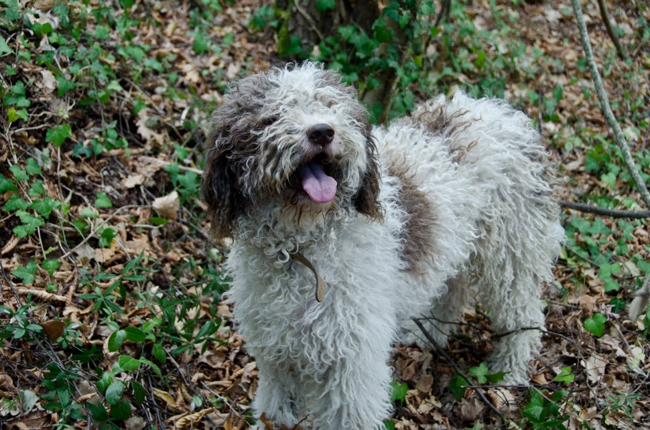 Edda, a truffle dog