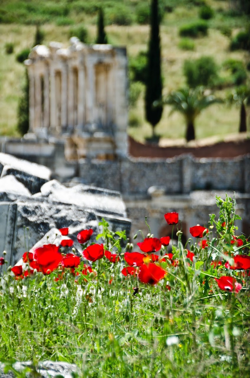 Poppies at Ephesus