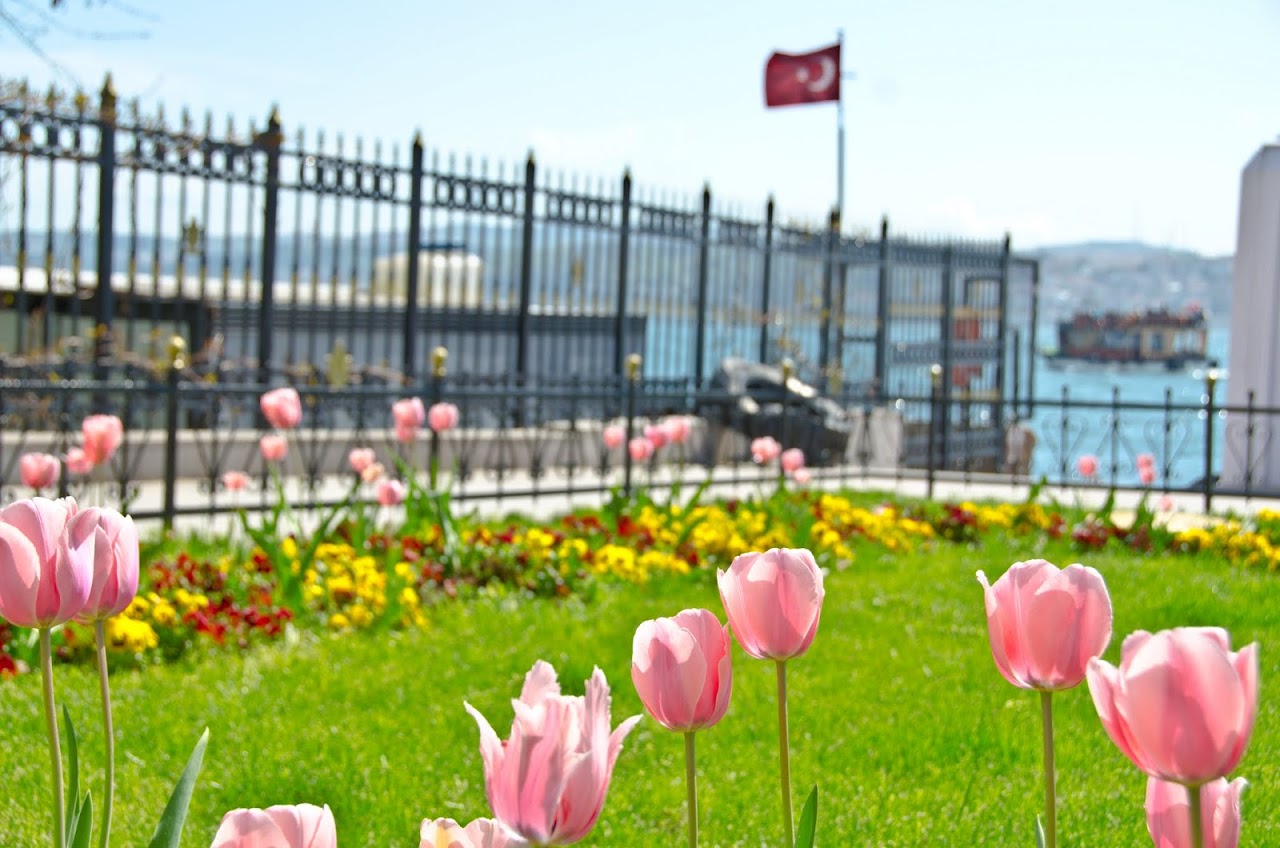 Turkish flag and tulips