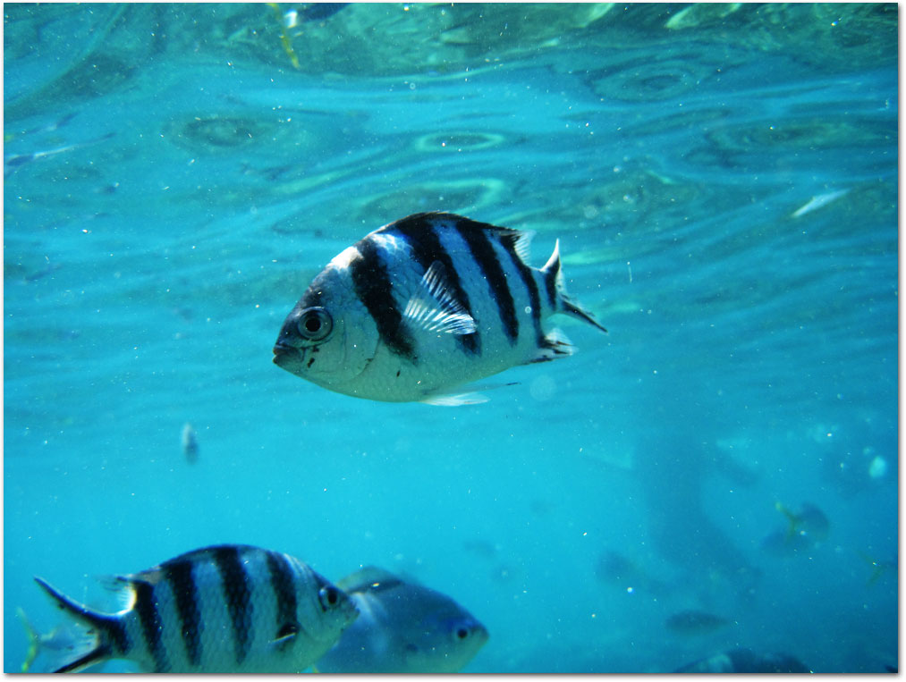 Fish swimming at Whitsundays