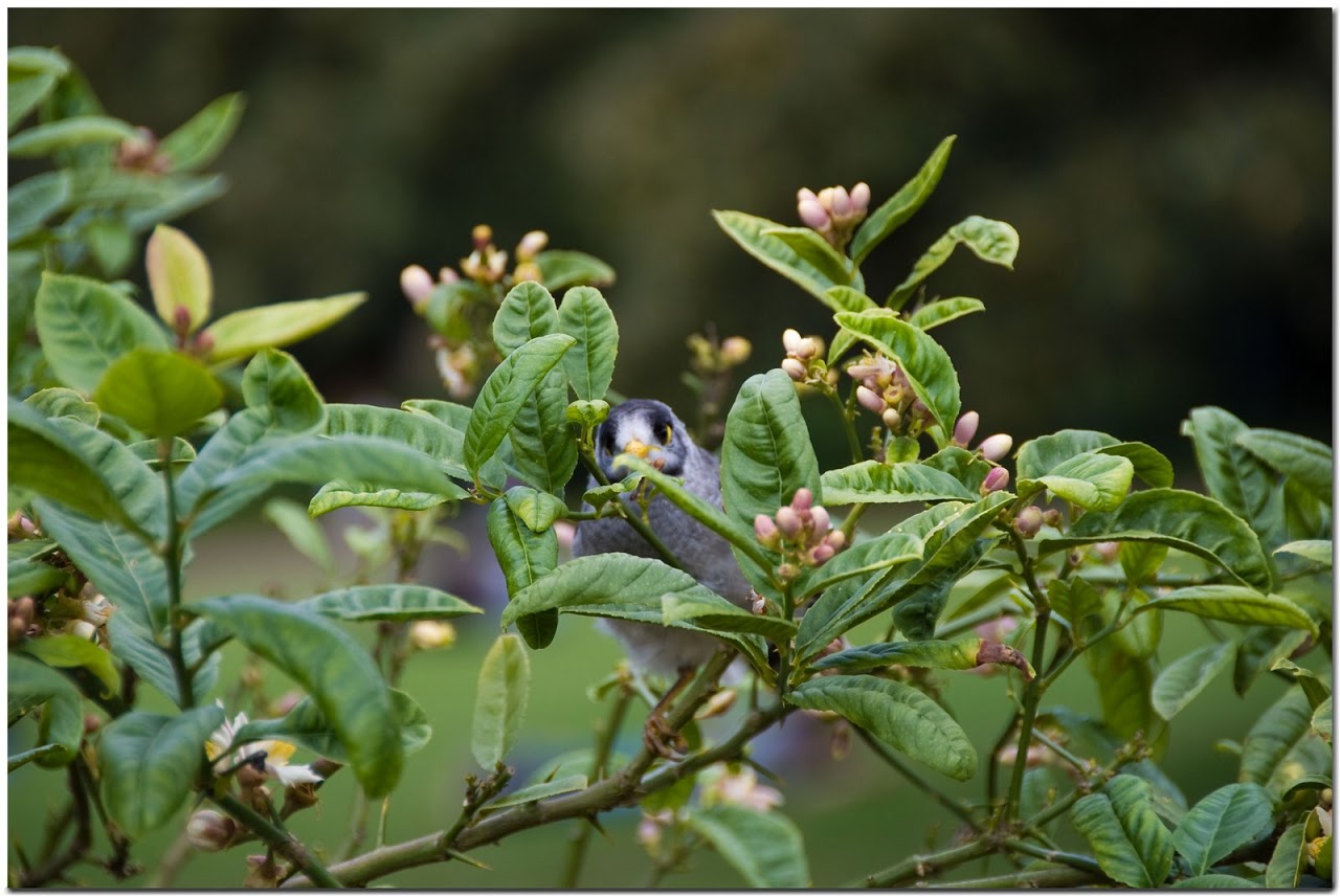 Small bird in Sydney Botanical Gardens