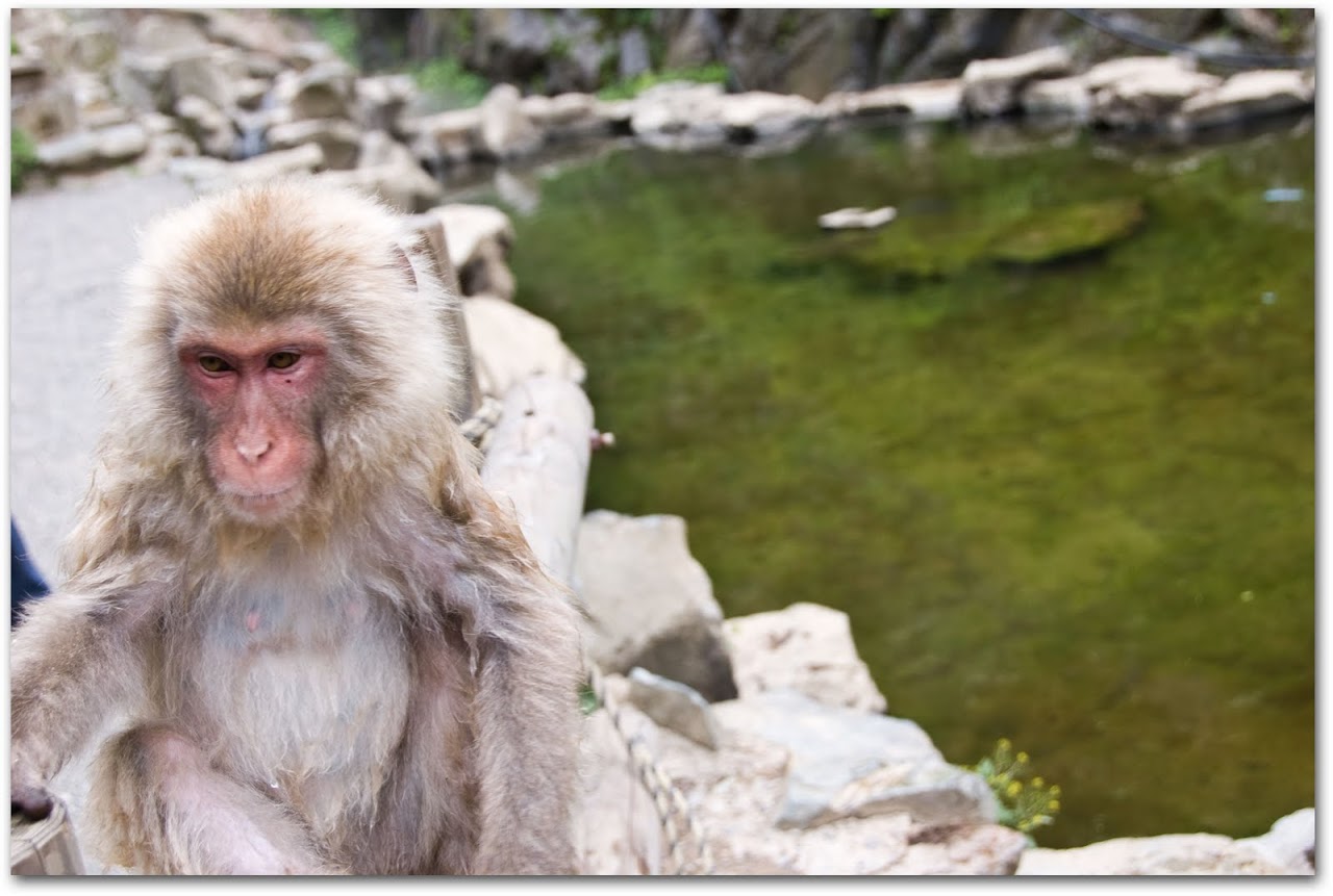 Monkey near hot springs Jigokudani