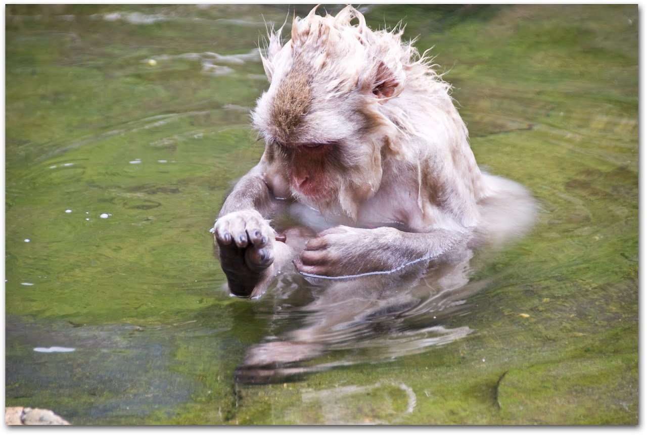 Monkey in hot springs