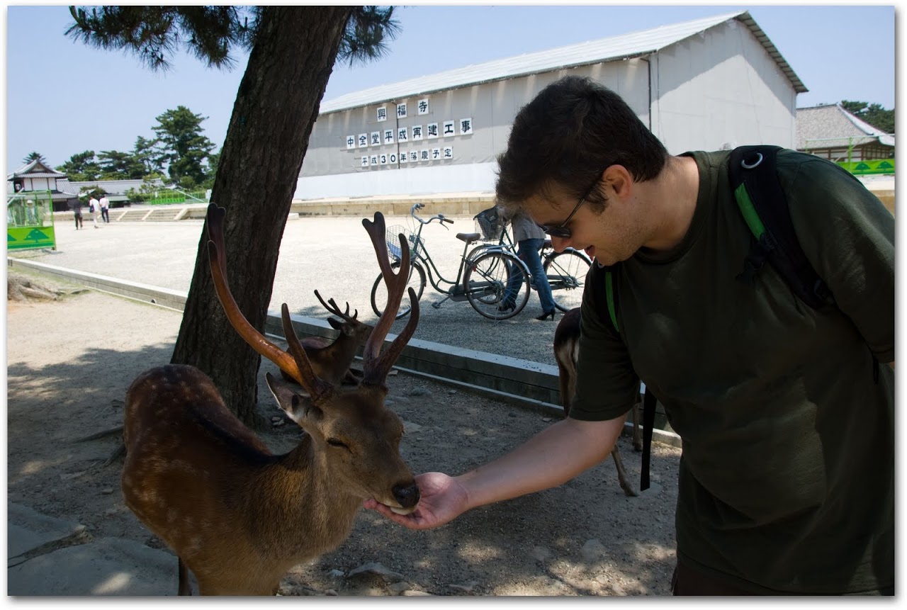 Patrick feeding deer at Nara
