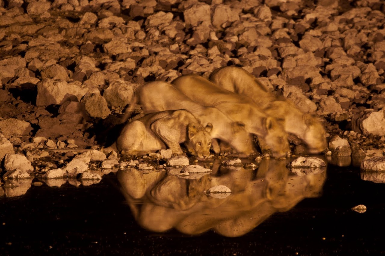 Lions at night watering hole Etosha