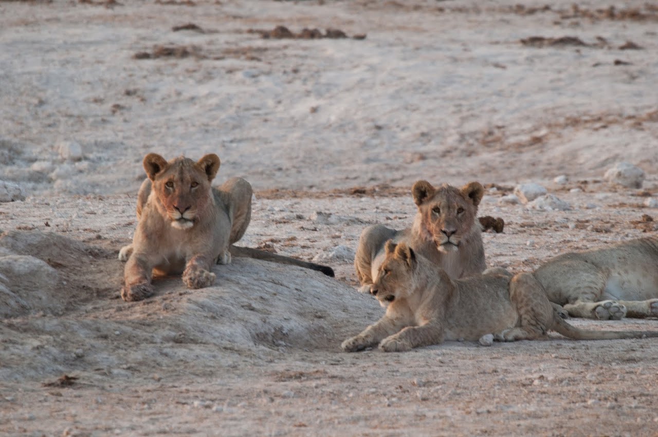 Lions at Etosha