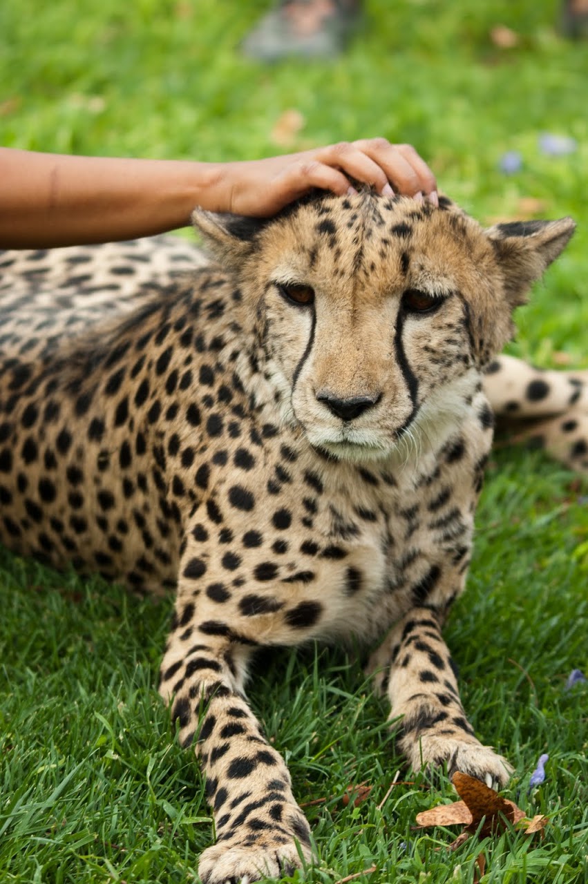 Scratching a cheetah's head