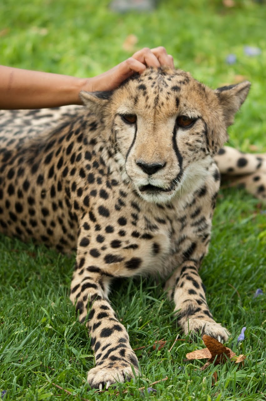 Scratching head of a cheetah