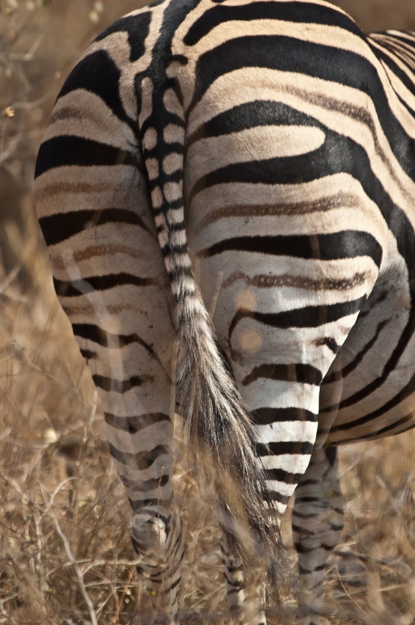 Zebra butt
