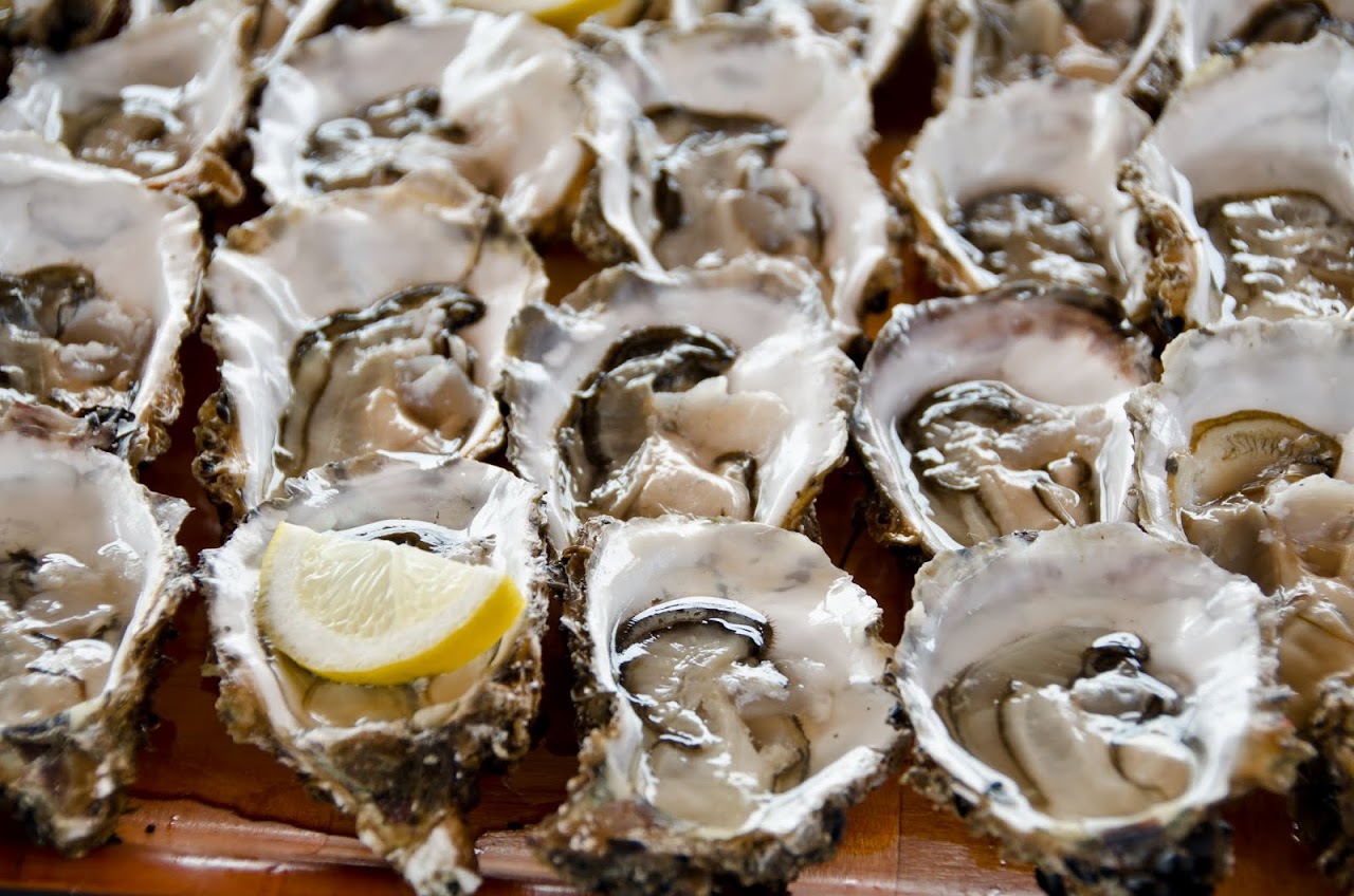 Oysters at Delta de l'Ebre