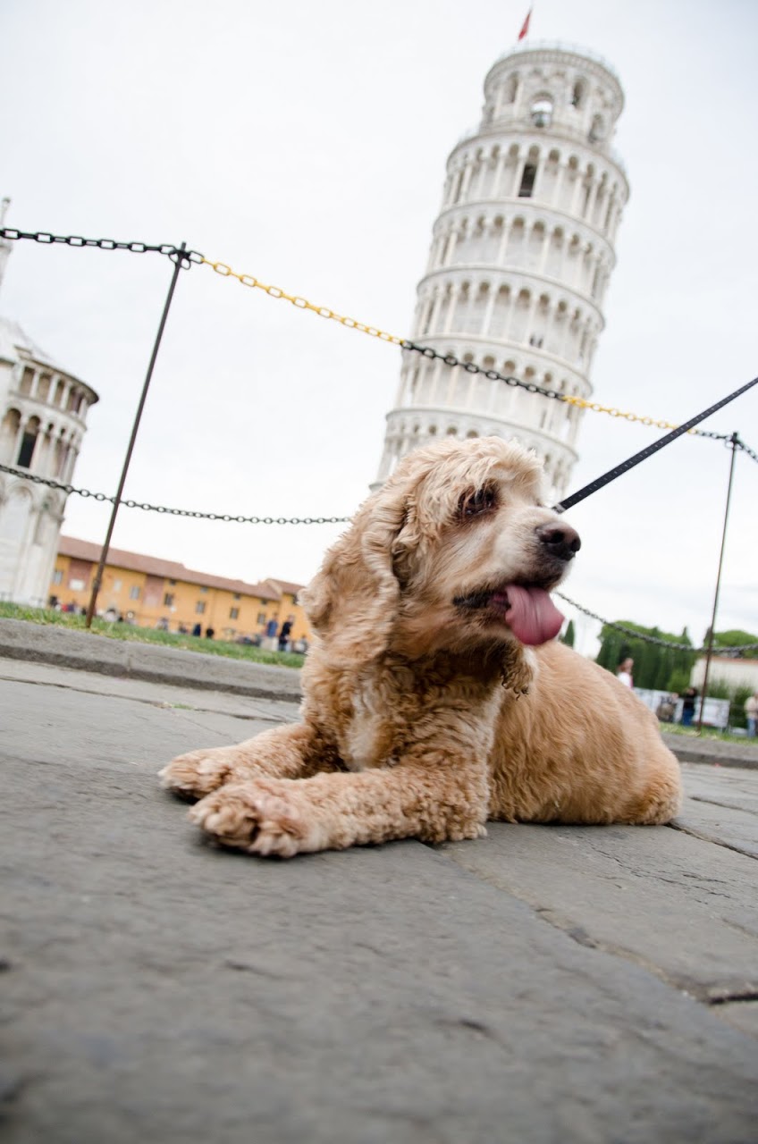 Chewy at Pisa