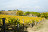 San Gimignano vineyards