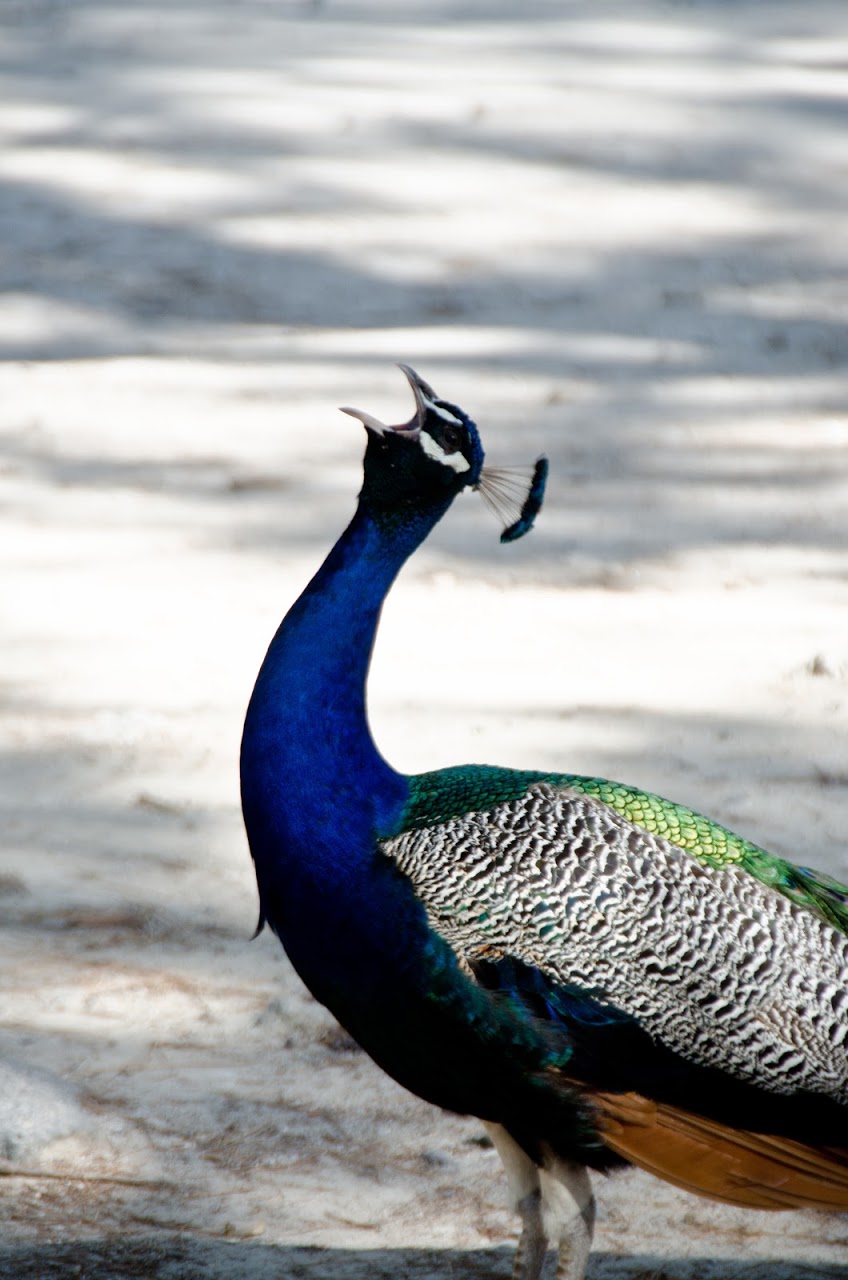 Peacock in Kos
