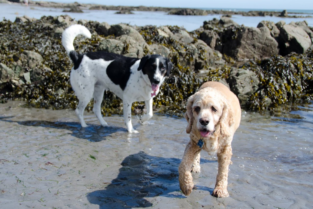 Chewy and Abby in Cornwall