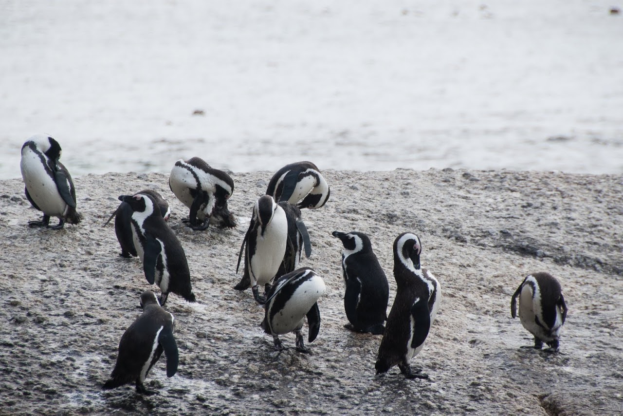 Penguins at Boulders Bay