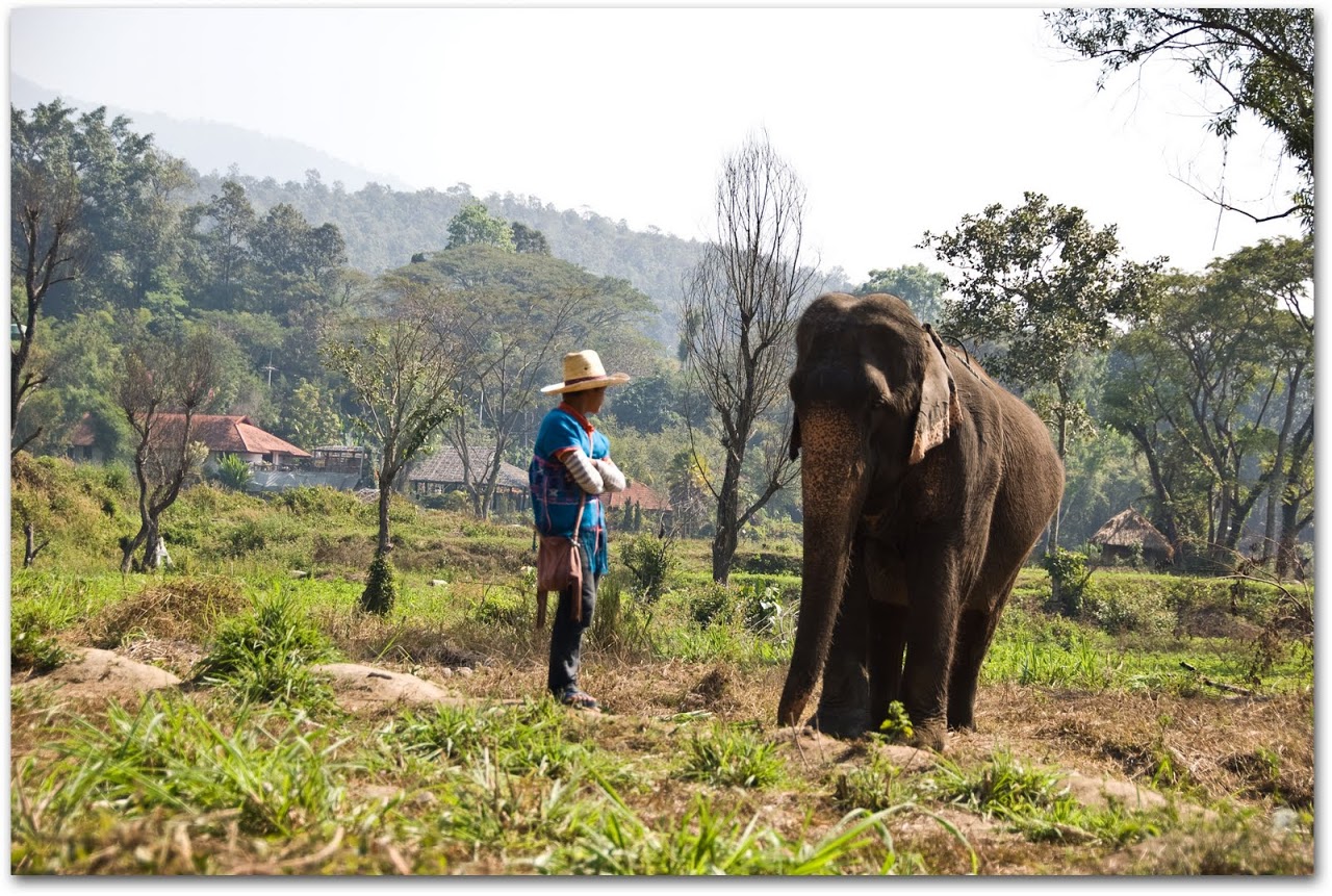 Elephant and trainer at Patara Elephant Farm, Chiang Mai