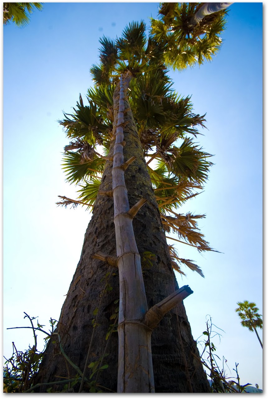 Coconut tree in Kompong Chhnang
