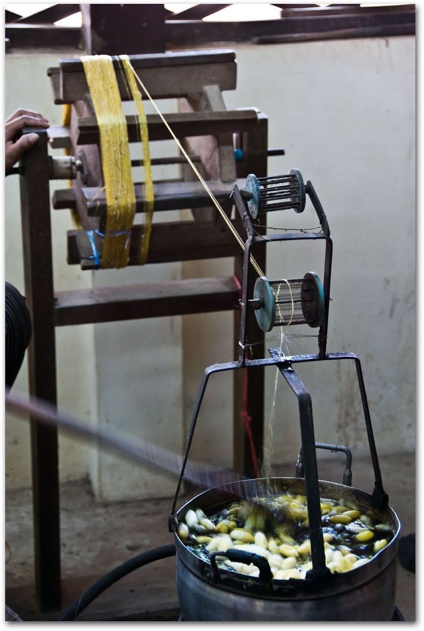 Silk thread extraction