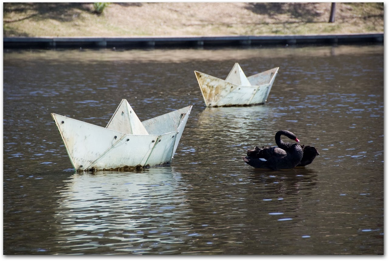 Black swan and plastic boats
