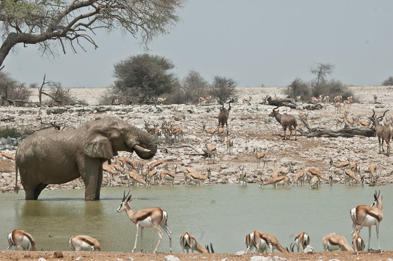 Etosha watering hole elephant