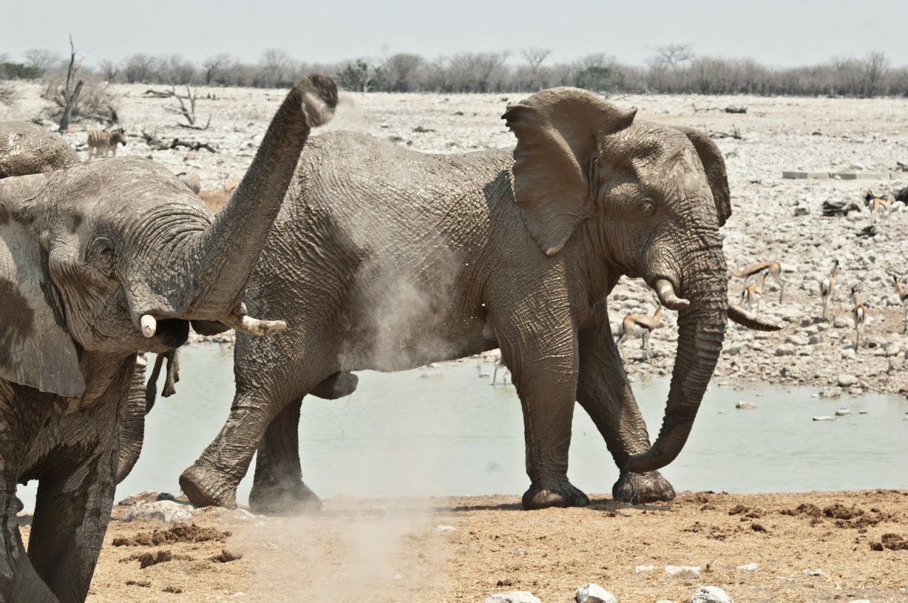 Elephants at watering hole