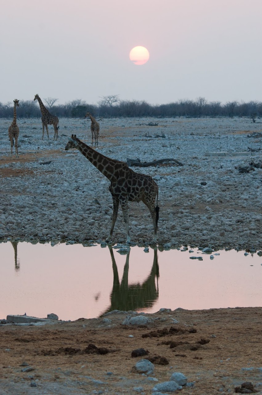 Giraffe at watering hole