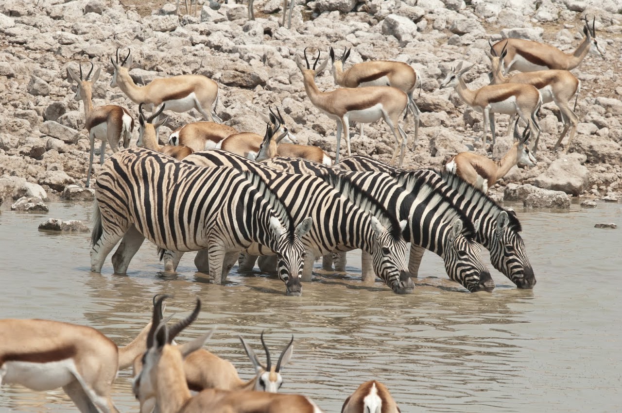 Zebras at watering hole