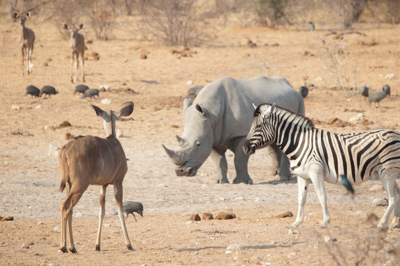 Rhino, zebra, nyala Etosha