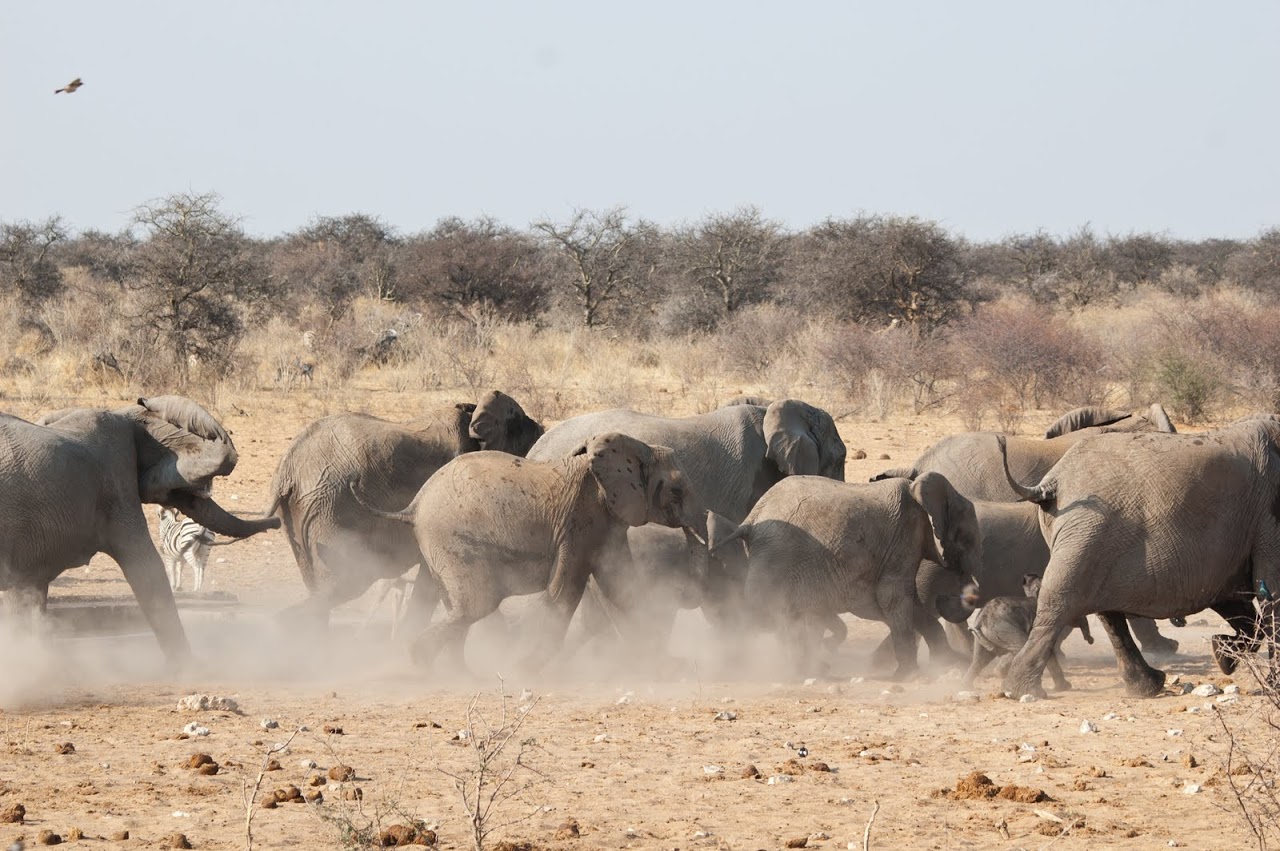 Elephants running
