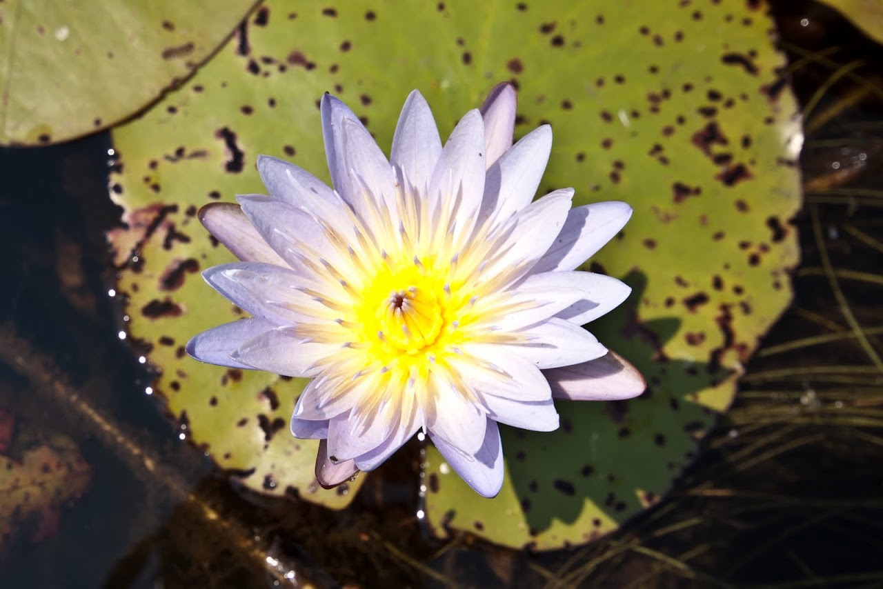 Lotus Okavango Delta