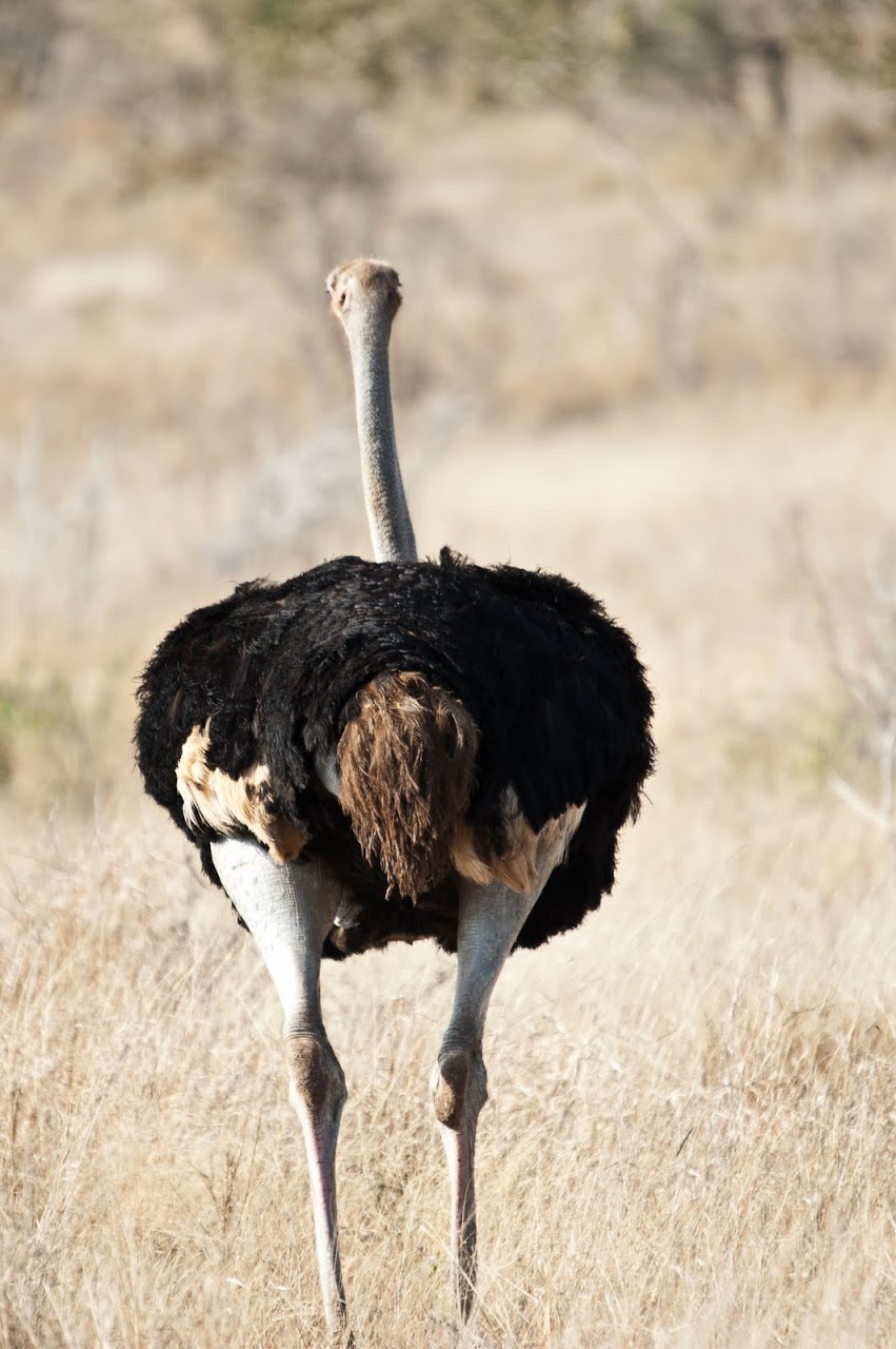 Ostrich butt