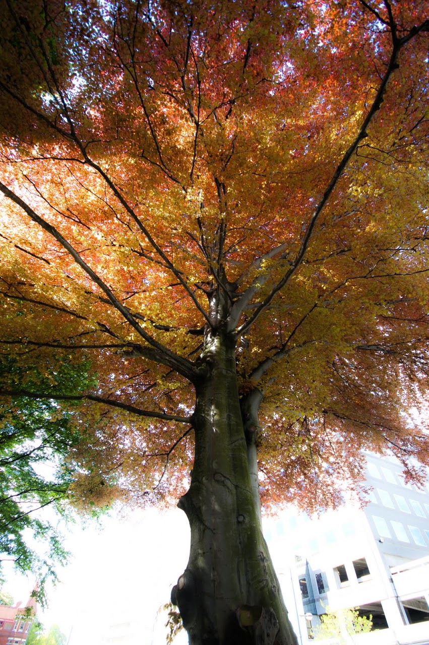 Tree in Christchurch