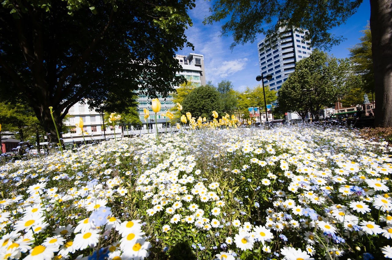 Christchurch flowers