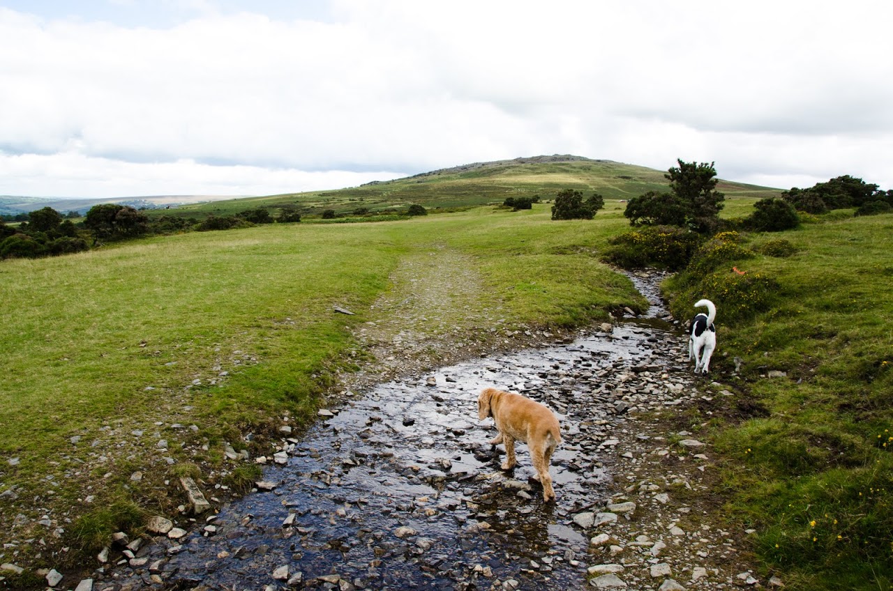 Chewy at Dartmoor