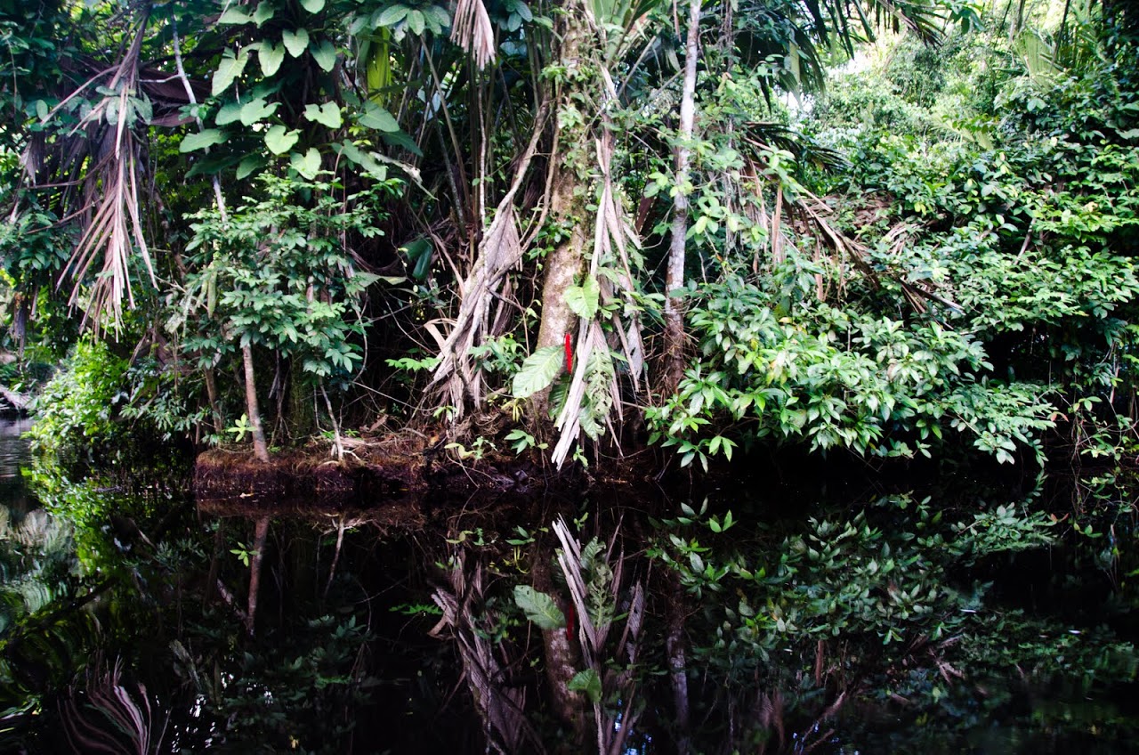 Tortuguero morning