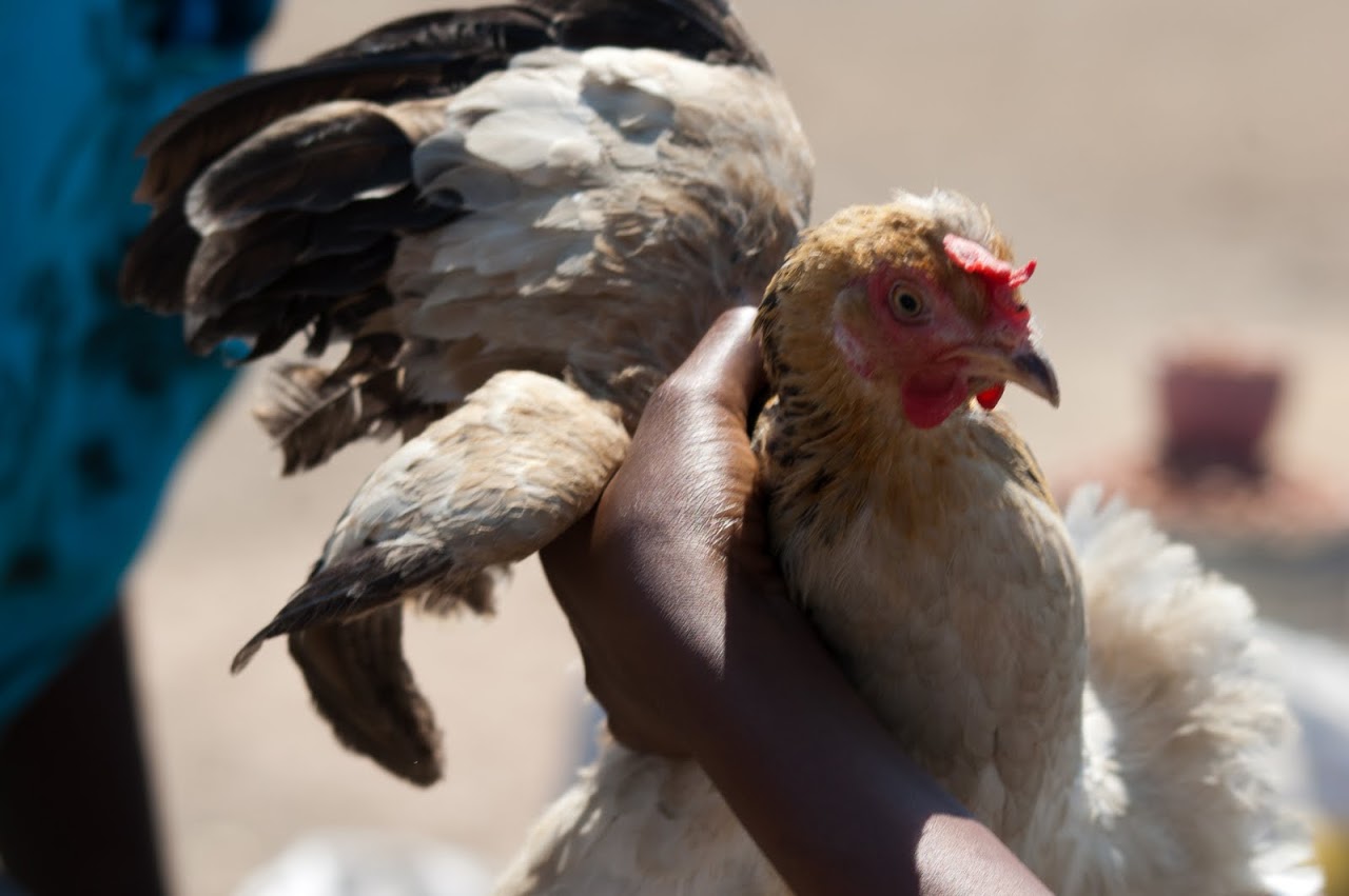 Chicken at Zambian market