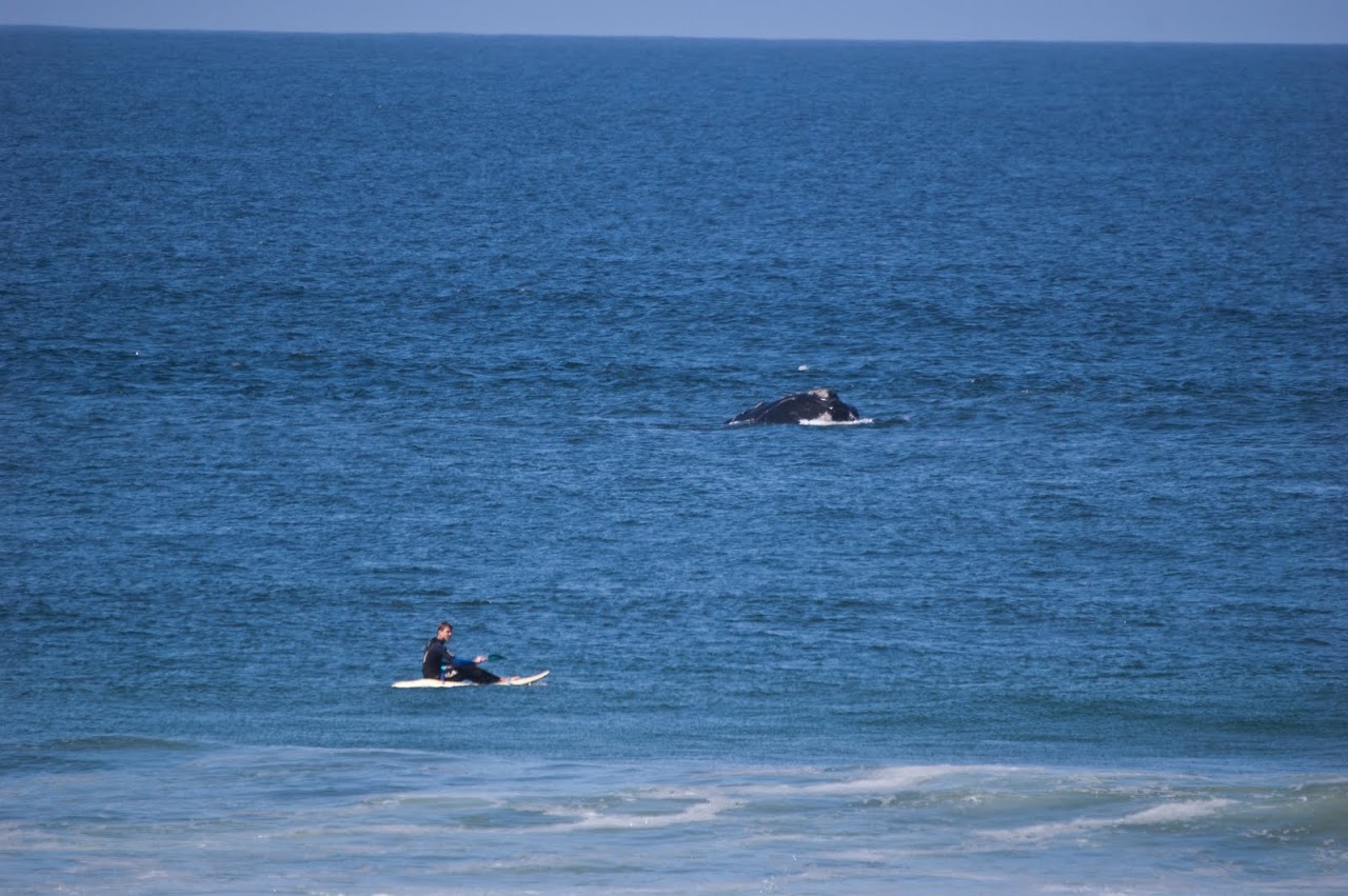 Whales at Plettenberg Bay