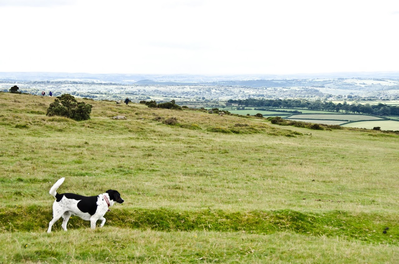 Abby at Dartmoor