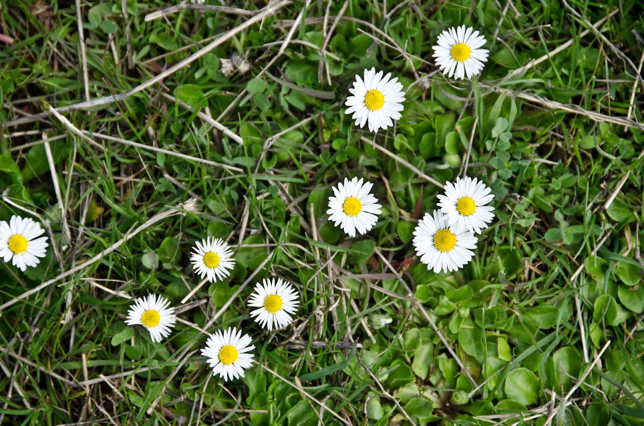 Bulgarian wildflowers