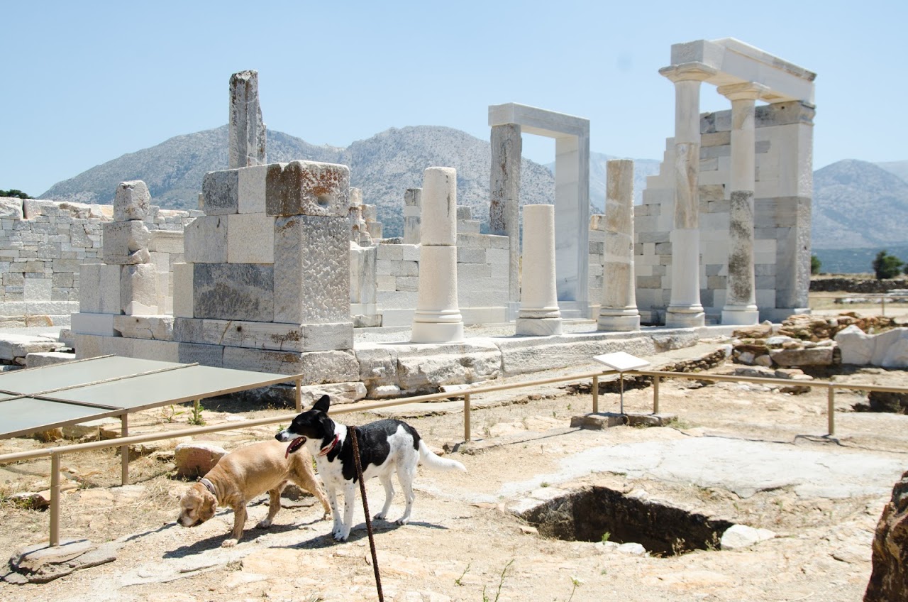 Chewy and Abby in Greece