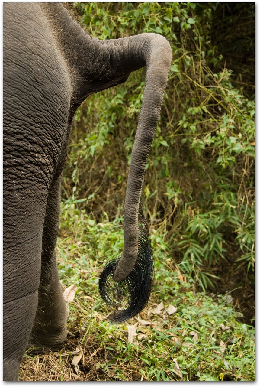 Elephant tail