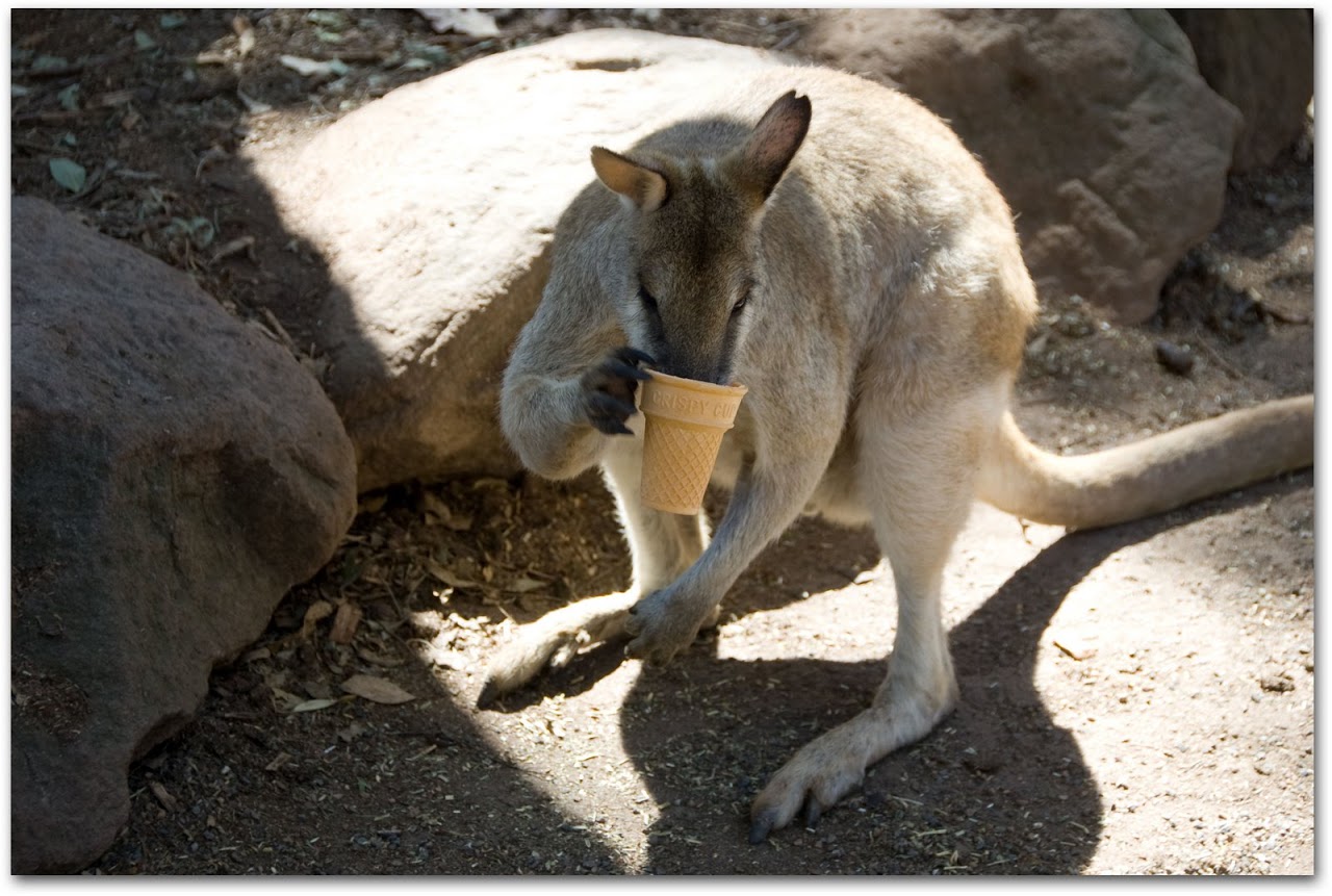 Wallaby with ice cream cone