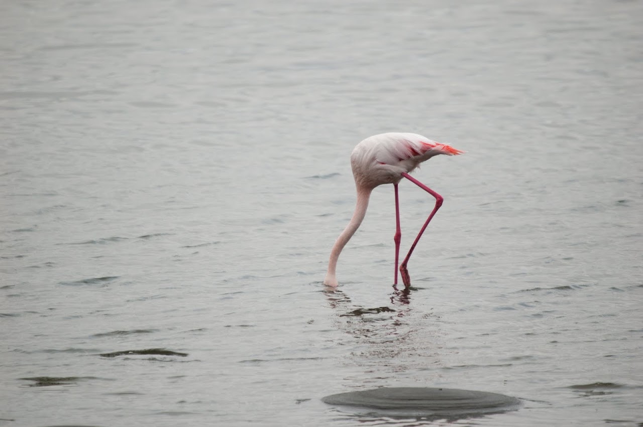 Flamingo head in water