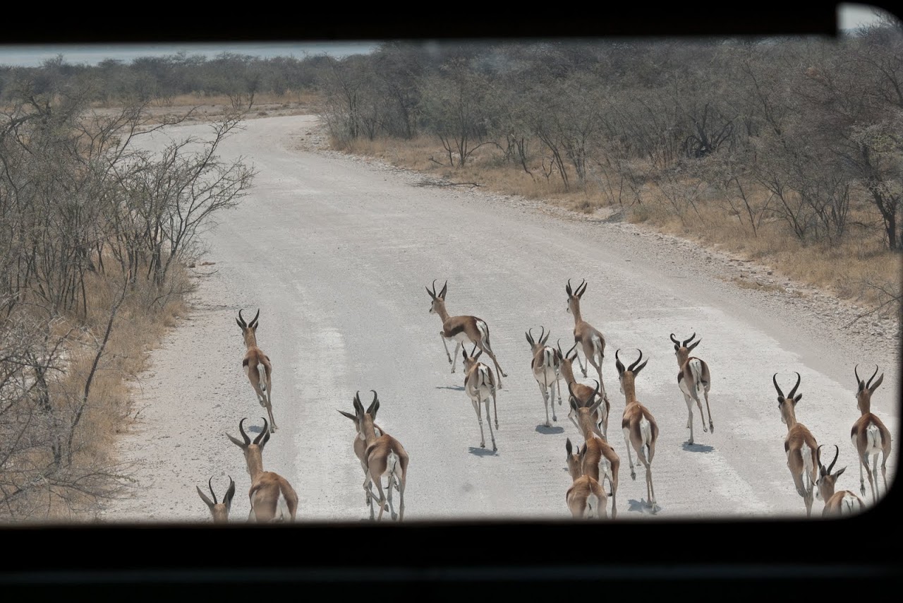 Springbok through the front windo