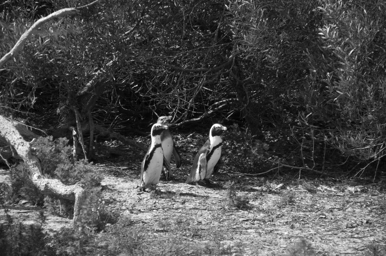 Penguins on Robben Island