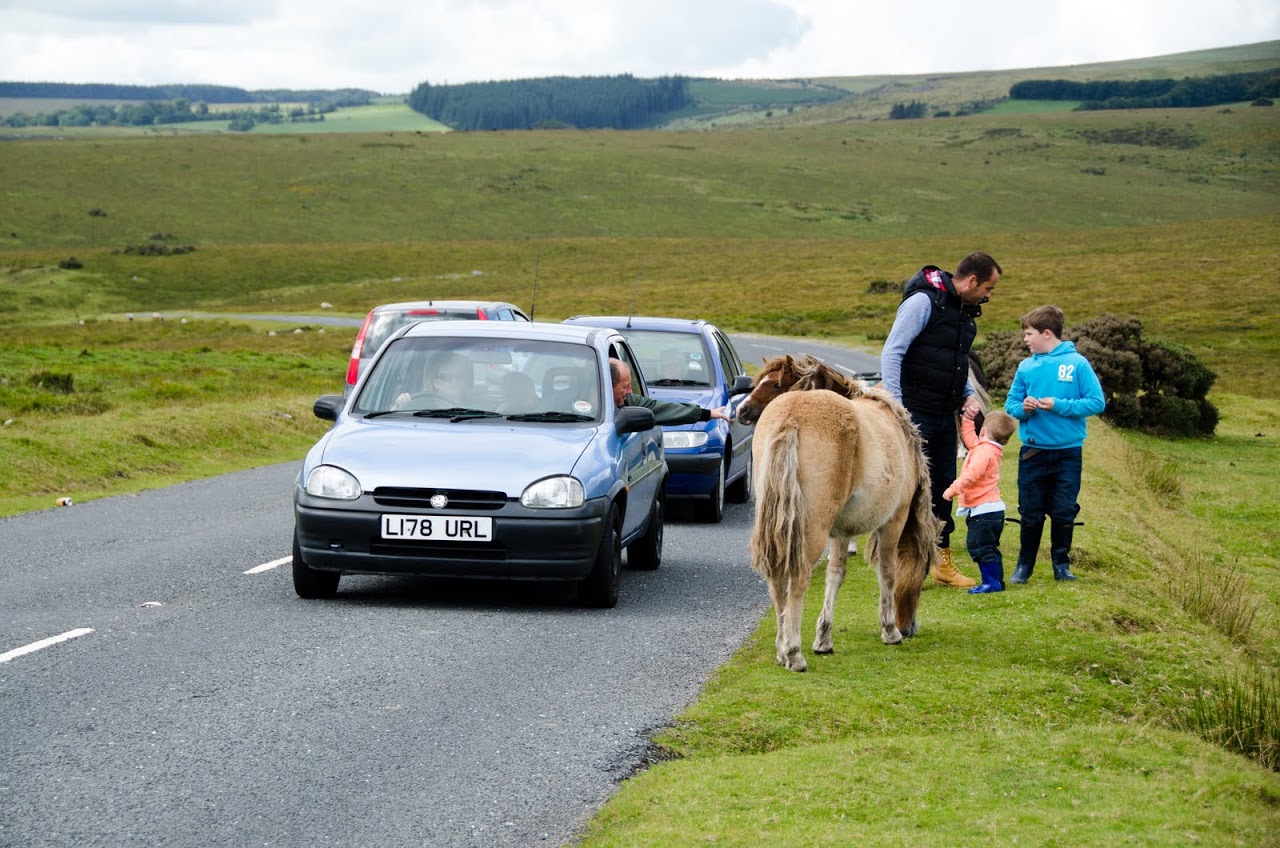 Children petting Dartmoor pony