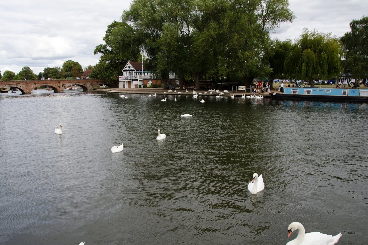 Swans on the Avon