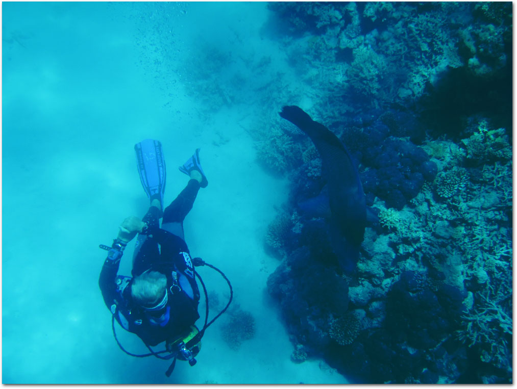 Diving Great Barrier Reef